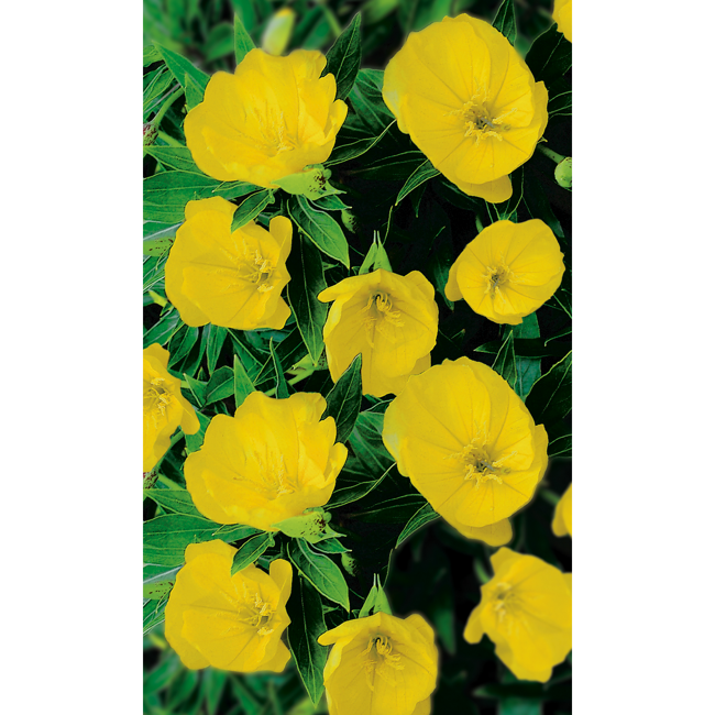 Bild von Nachtkerze, 9 cm Topf, 3er-Set