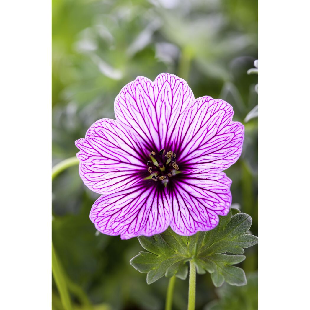 Lilafarbene Blume mit dunkler Mitte und lila Adern