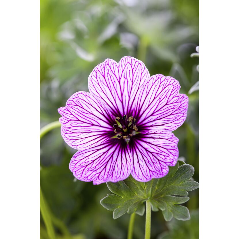Lilafarbene Blume mit dunkler Mitte und lila Adern