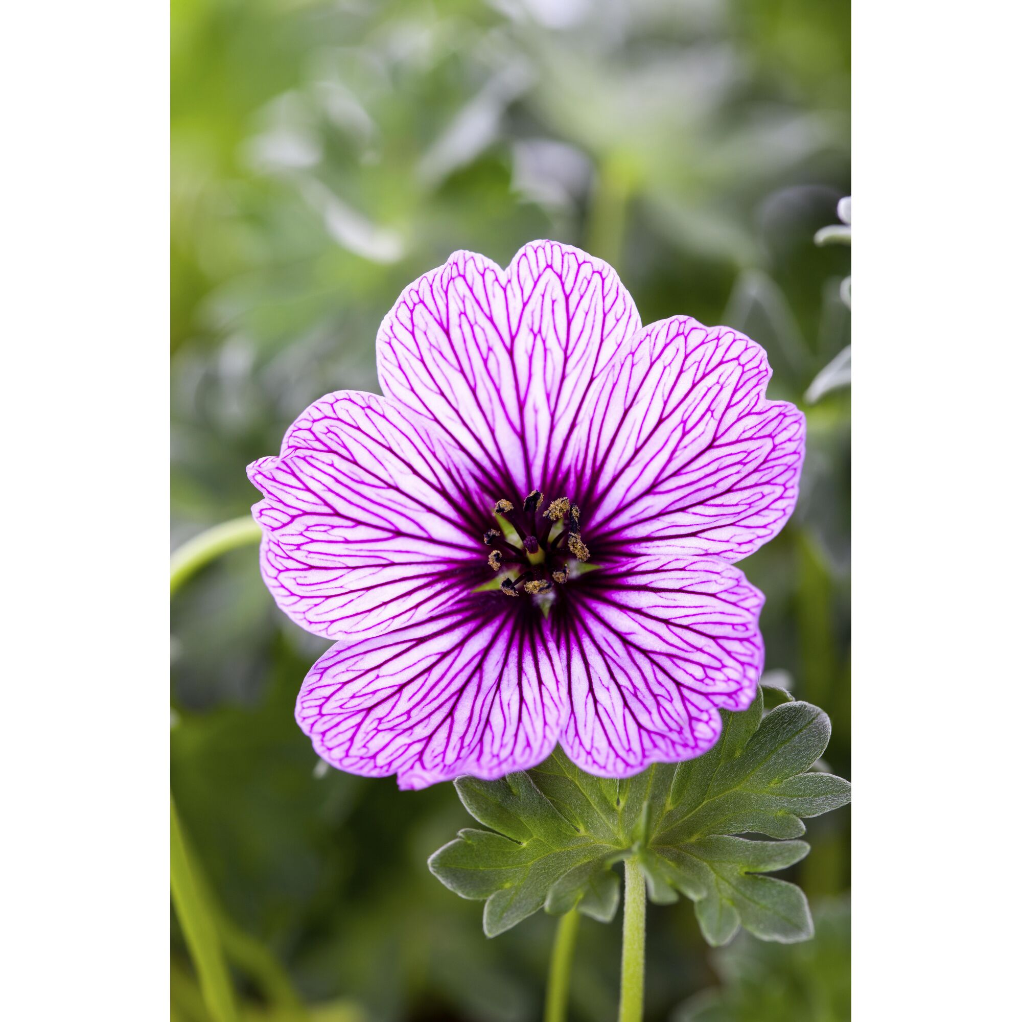 Lilafarbene Blume mit dunkler Mitte und lila Adern