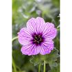 hauptbild