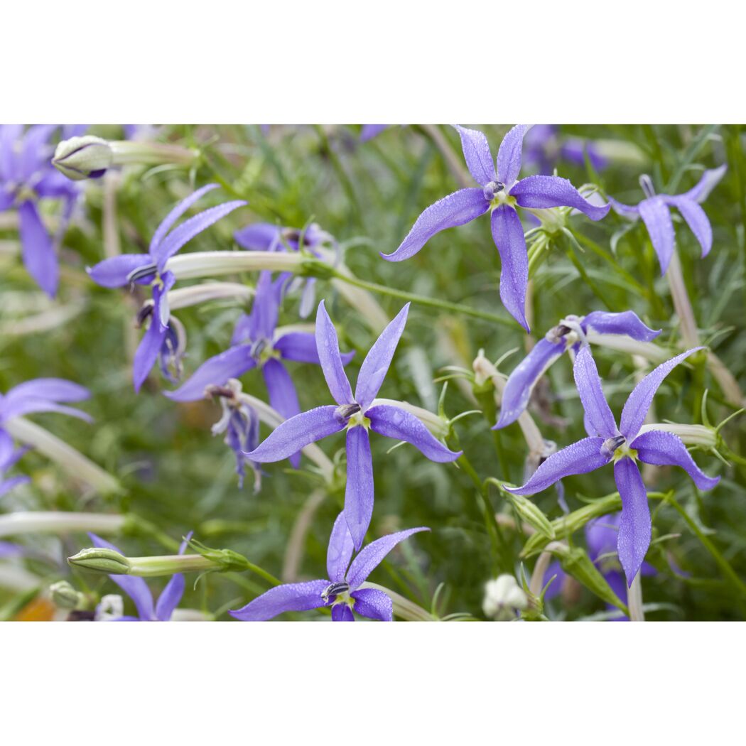 Blaue Blüten der Isotoma fluviatilis