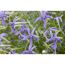 Blaue Blüten der Isotoma fluviatilis