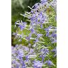 Blaue Blüten der Isotoma fluviatilis