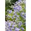 Blaue Blüten der Isotoma fluviatilis