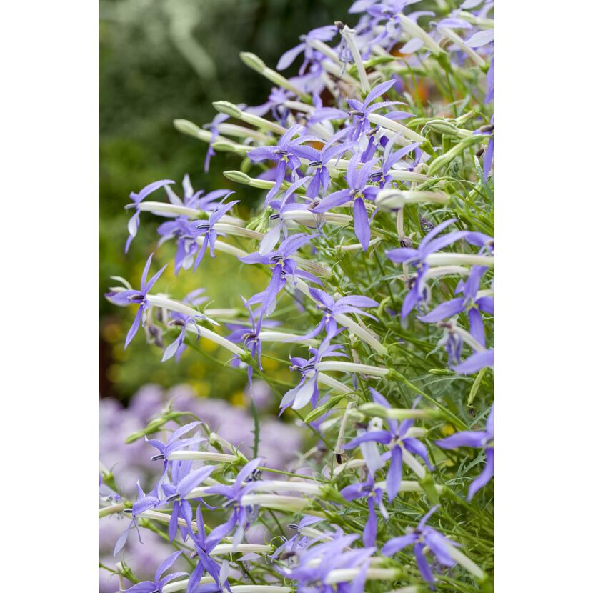Blaue Blüten der Isotoma fluviatilis