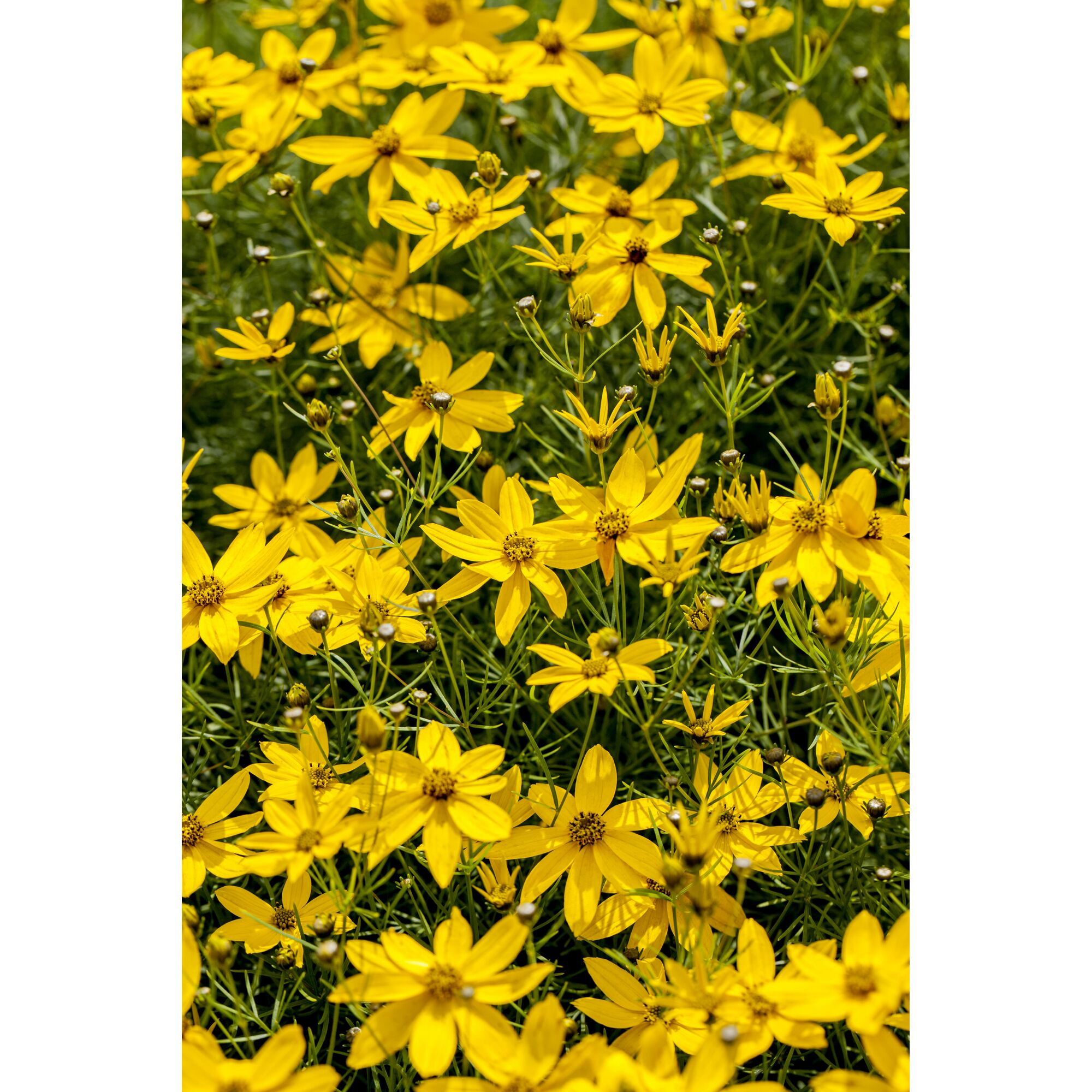 Gelbe Blüten der Coreopsis verticillata Zagreb