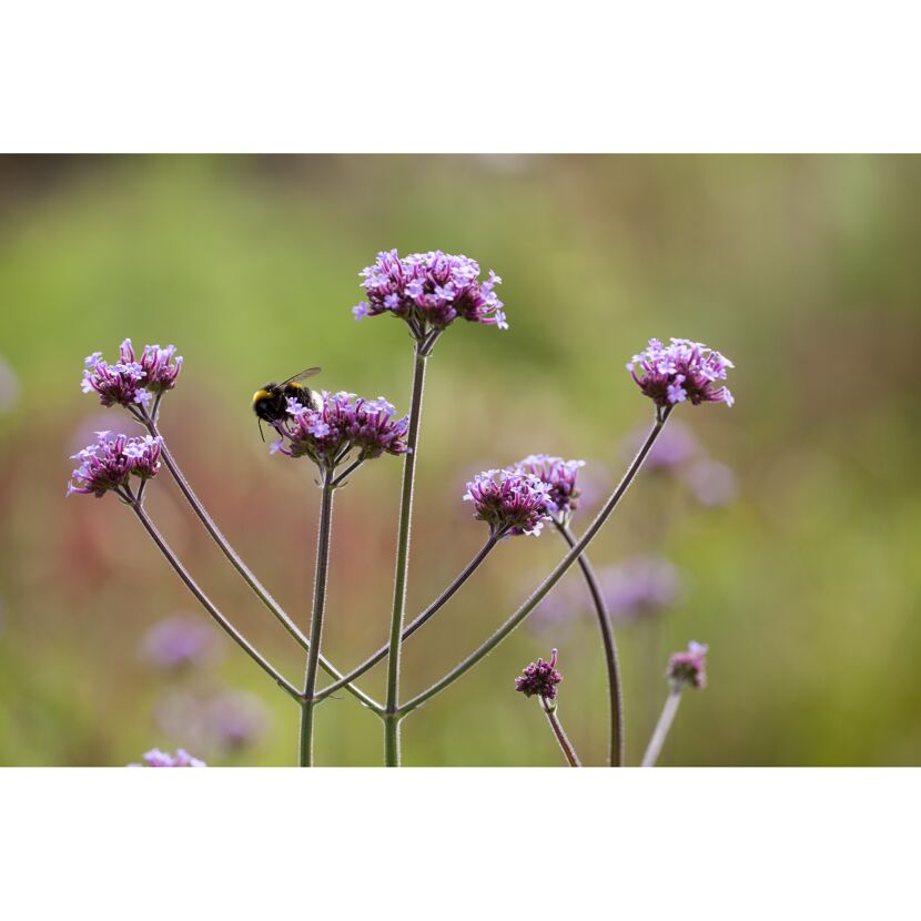 Hummel auf einer violetten Verbenenblüte