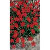 Nahaufnahme von roten Dianthus deltoides 'Leuchtfunk'