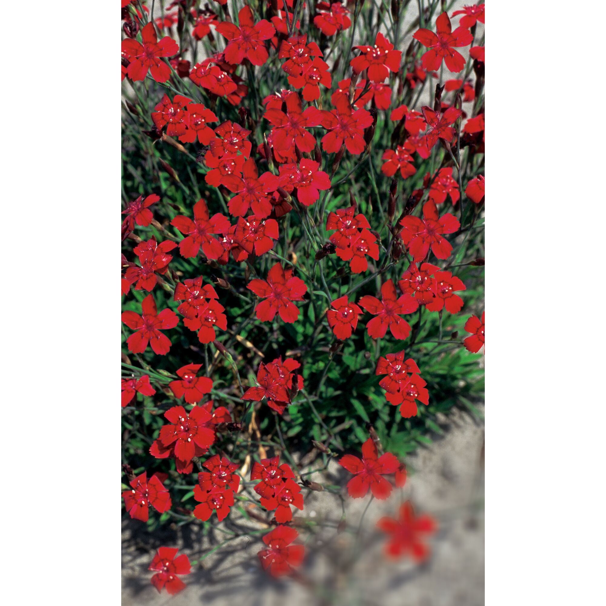 Nahaufnahme von roten Dianthus deltoides 'Leuchtfunk'