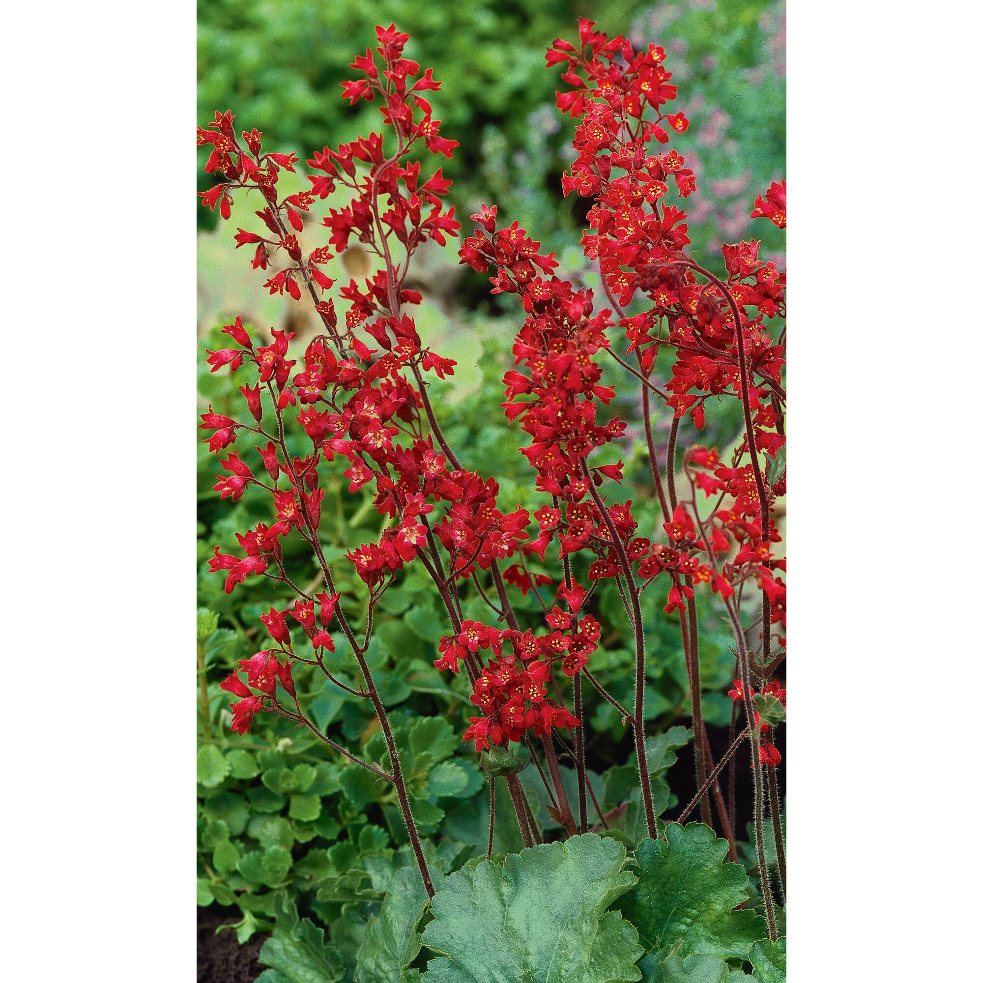 Rote Purpurglöckchen