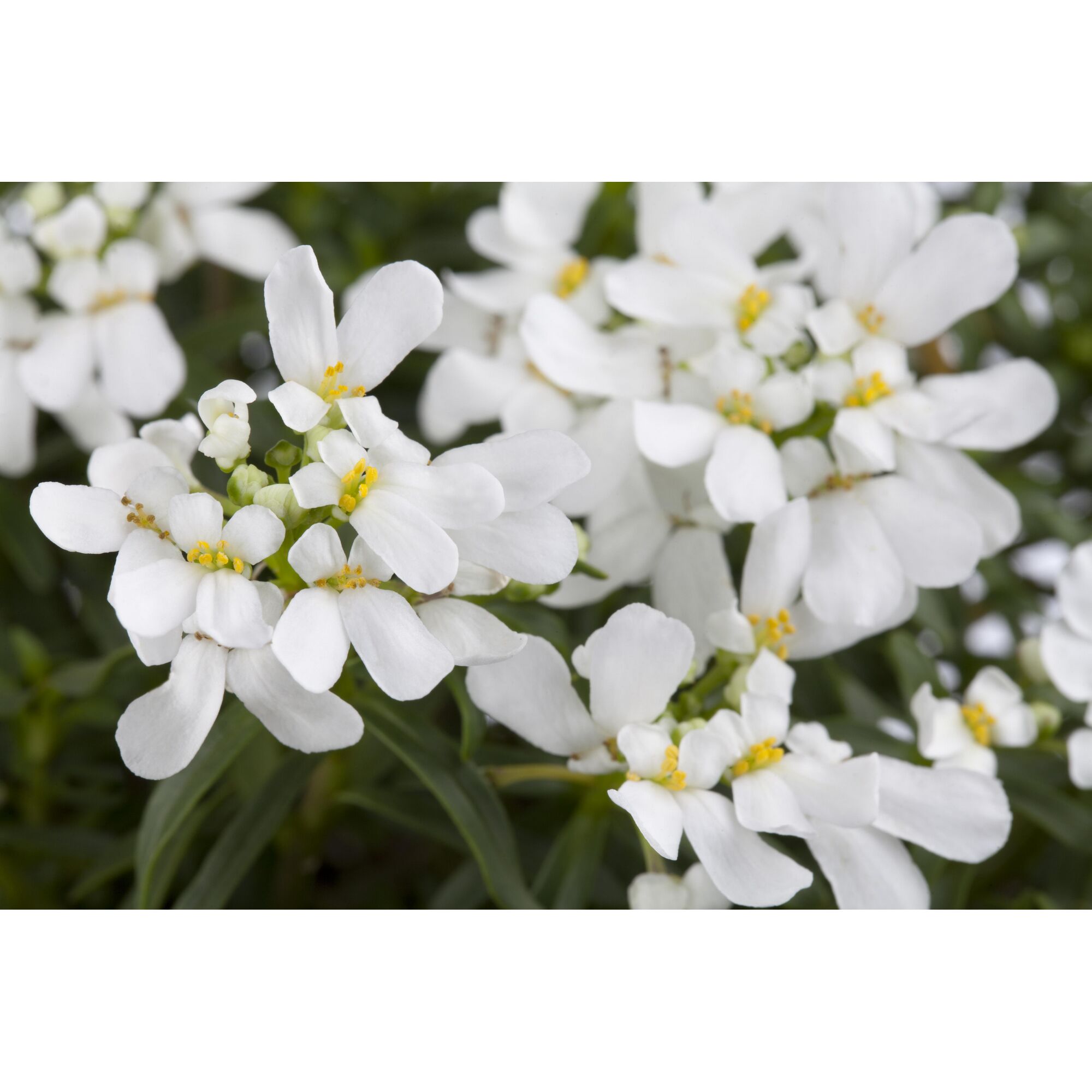 Weiße Schleifenblume