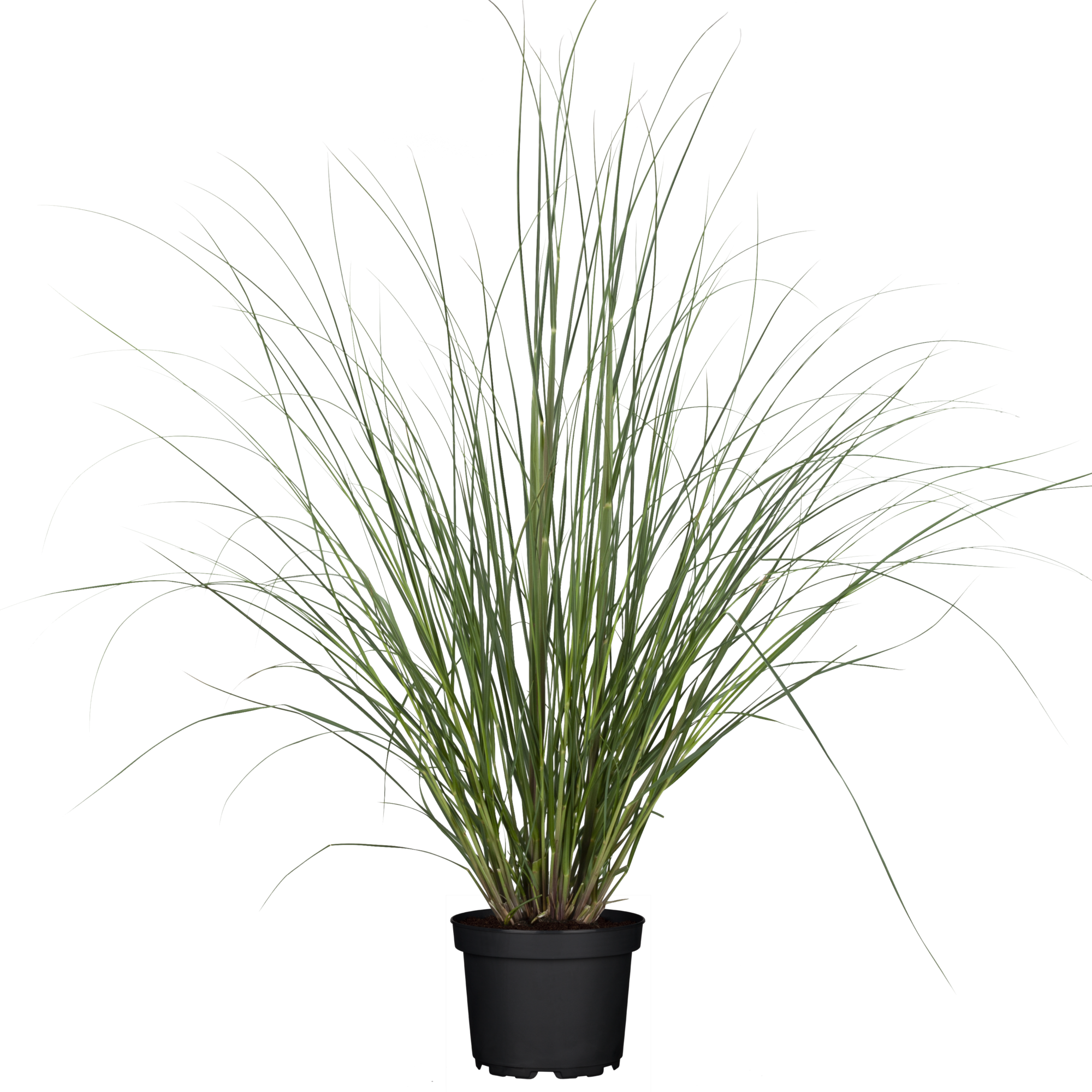 toom Kleines Pampasgras 'Evita' 19 cm Topf ǀ toom Baumarkt