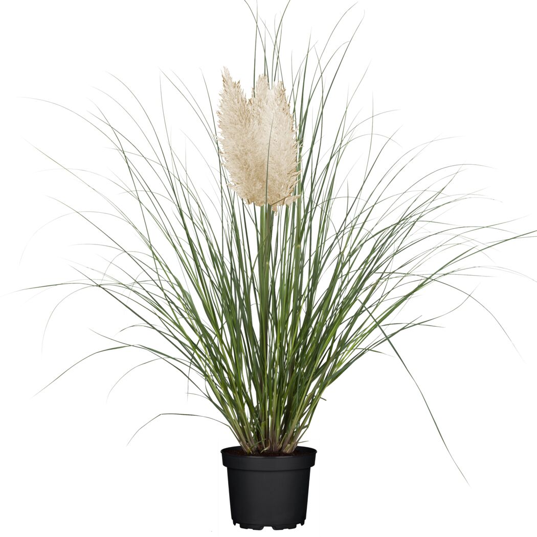 Kleines Pampasgras 'Evita' 19 cm Topf