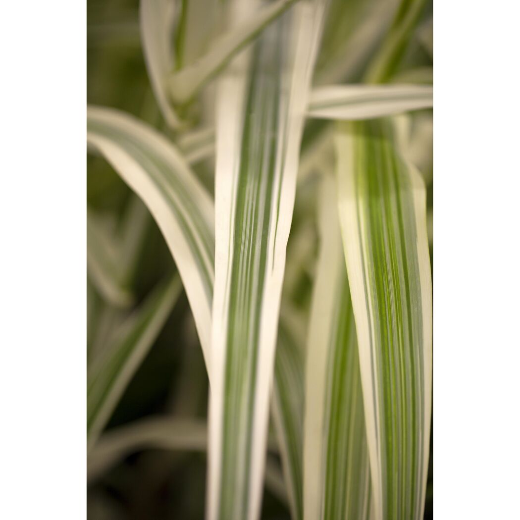 Pfahlrohr 'Variegata', 23 cm Topf