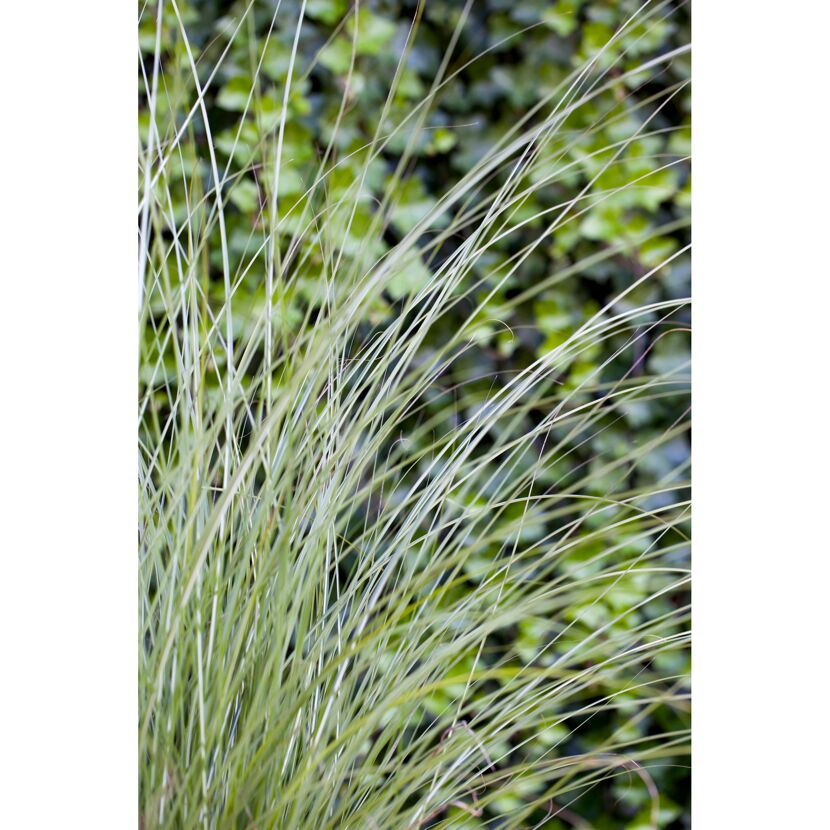 Chinaschilf 'Gracillimus', 23 cm Topf