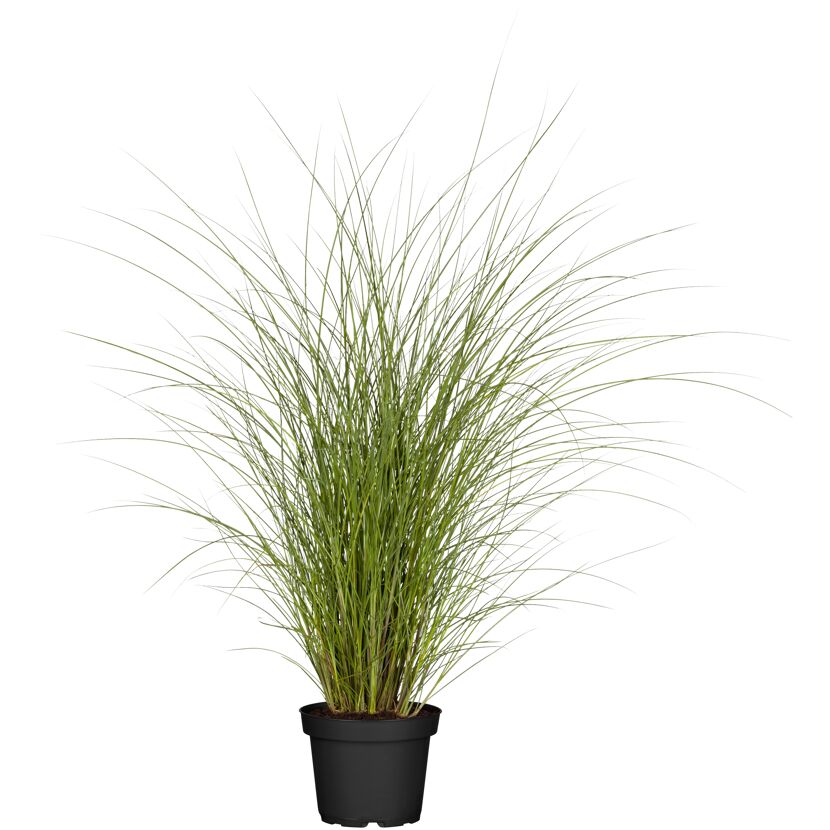 Chinaschilf 'Gracillimus', 23 cm Topf