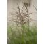 Chinaschilf 'Malepartus', 23 cm Topf