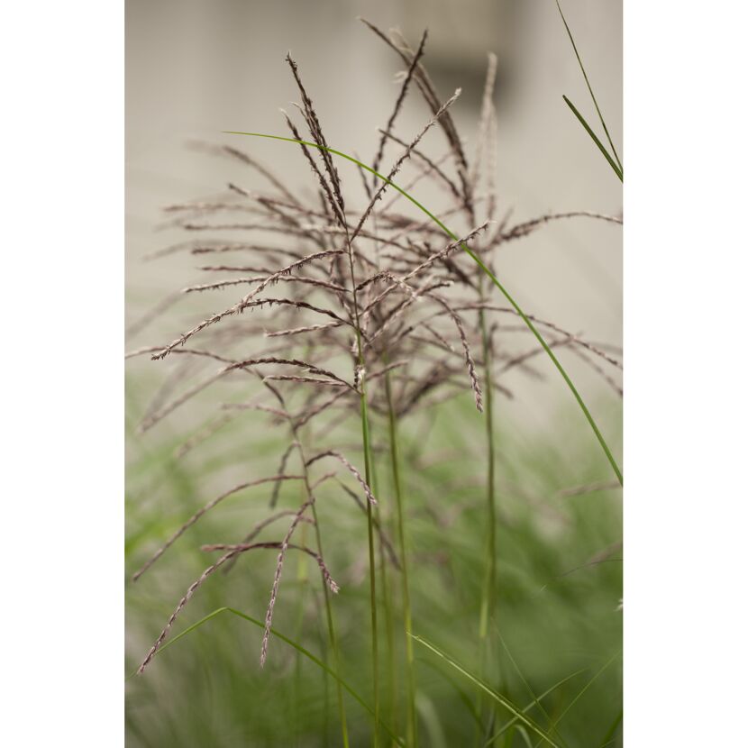 Chinaschilf 'Malepartus', 23 cm Topf
