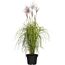 Chinaschilf 'Malepartus', 23 cm Topf