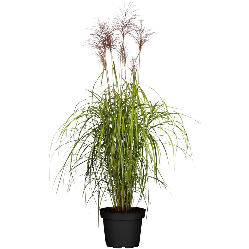 Chinaschilf 'Malepartus', 23 cm Topf