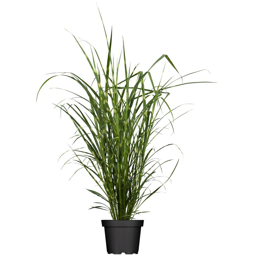 Chinaschilf 'Strictus', 23 cm Topf
