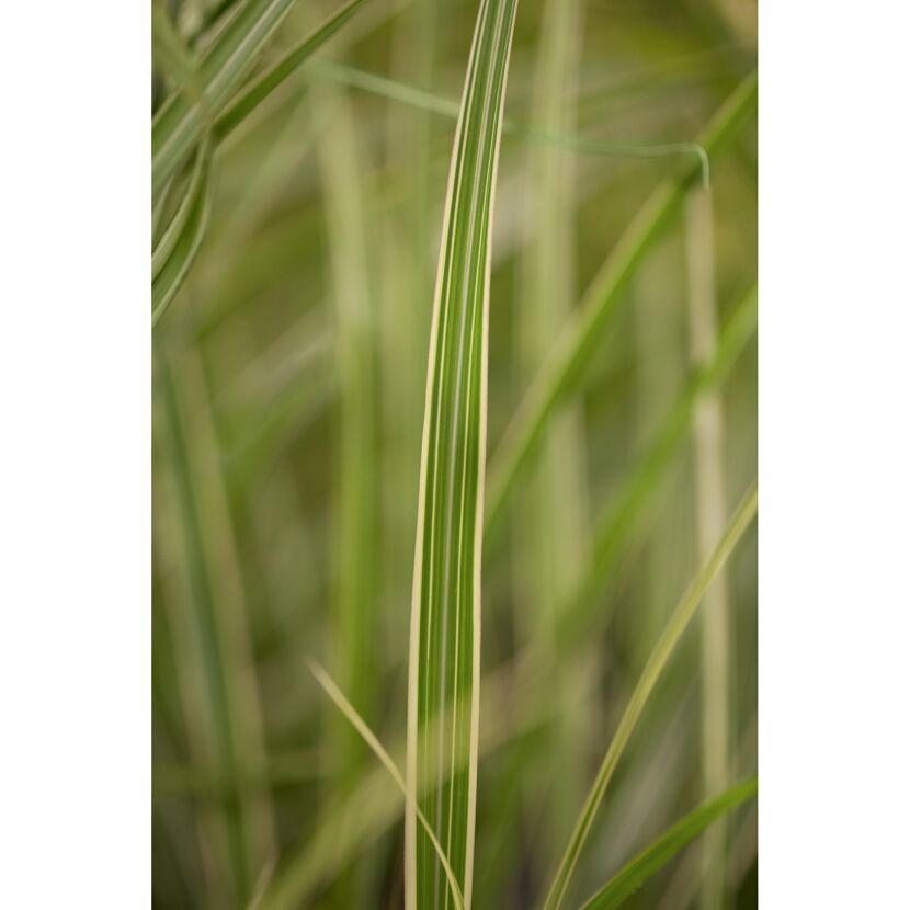 Chinaschilf 'Variegatus', 23 cm Topf