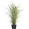 Chinaschilf 'Variegatus', 23 cm Topf