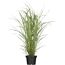 Chinaschilf 'Variegatus', 23 cm Topf