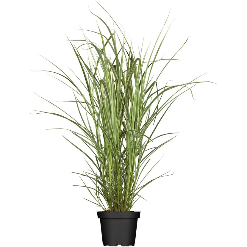 Chinaschilf 'Variegatus', 23 cm Topf