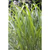 Chinaschilf, 23 cm Topf