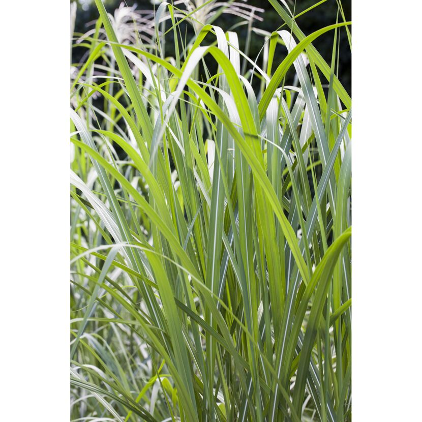 Chinaschilf, 23 cm Topf
