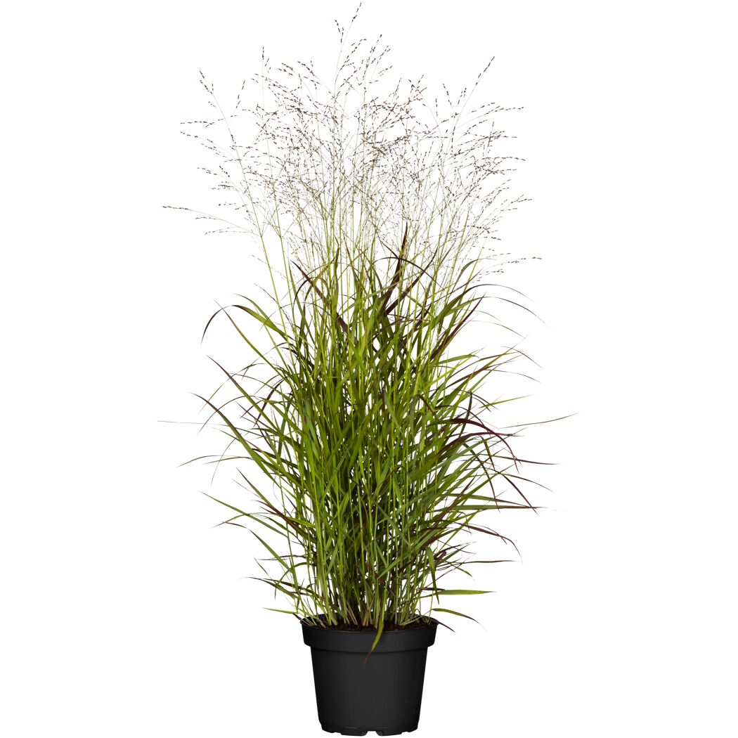 Rutenhirse 'Rehbraun', 23 cm Topf