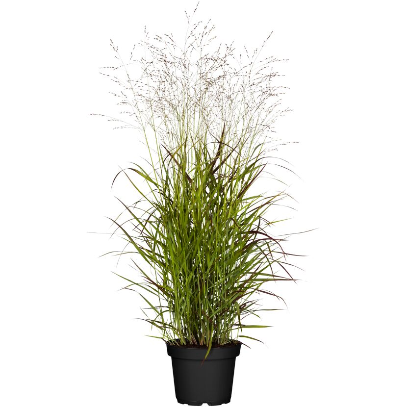 Rutenhirse 'Rehbraun', 23 cm Topf