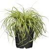 Japan Gold-Segge 'Evergold' 19 cm Topf