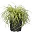 Japan Gold-Segge 'Evergold' 19 cm Topf