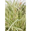 Japan Gold-Segge 'Evergold' 19 cm Topf