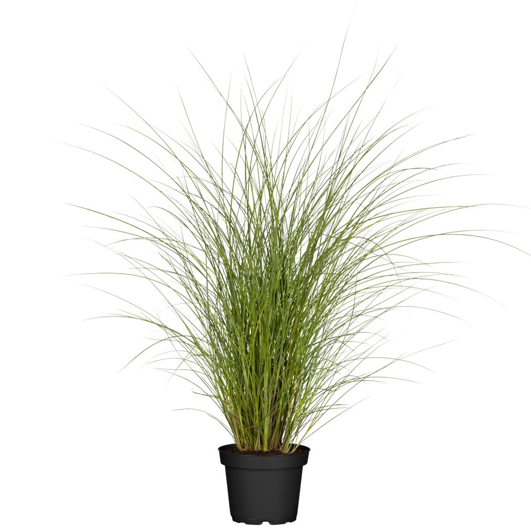 Feinhalm-Chinaschilf 'Gracillimus' 19 cm Topf