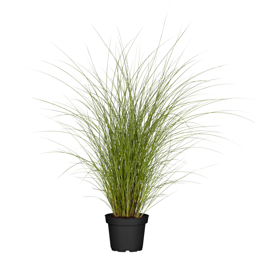 Feinhalm-Chinaschilf 'Gracillimus' 19 cm Topf