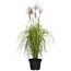 Chinaschilf 'Malepartus' 19 cm Topf
