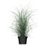 Chinaschilf 'Morning Light' 19 cm Topf