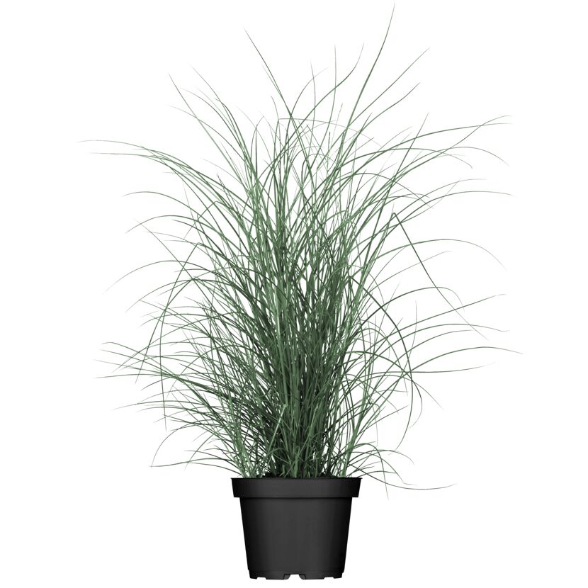 Chinaschilf 'Morning Light' 19 cm Topf
