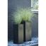 Chinaschilf 'Morning Light' 19 cm Topf