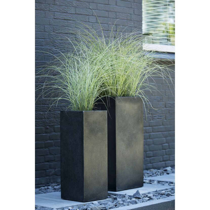 Chinaschilf 'Morning Light' 19 cm Topf