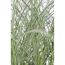 Chinaschilf 'Morning Light' 19 cm Topf