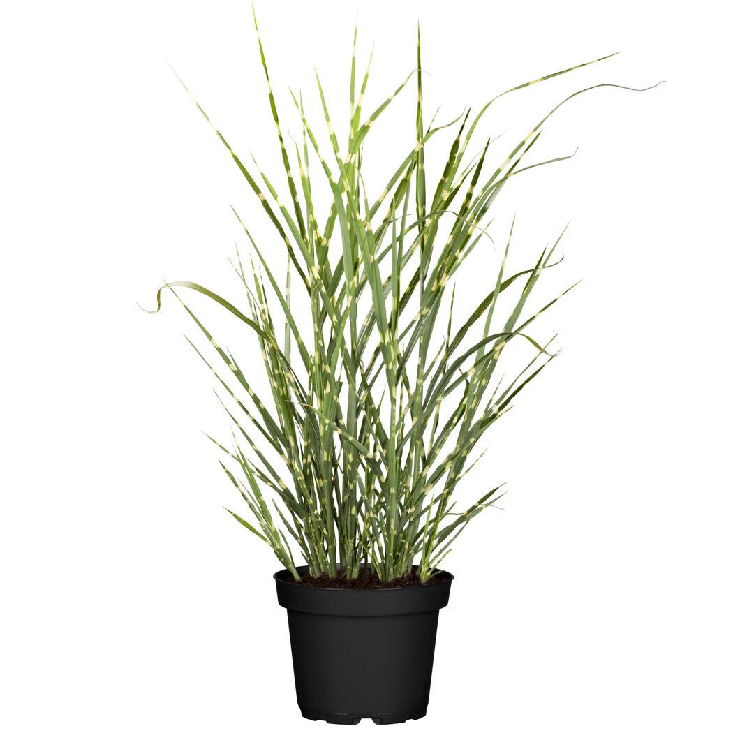 Zebra-Chinaschilf 'Zebrinus' 19 cm Topf