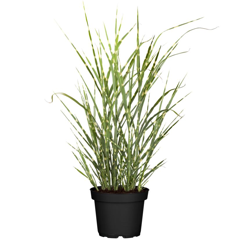 Zebra-Chinaschilf 'Zebrinus' 19 cm Topf