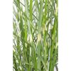 Zebra-Chinaschilf 'Zebrinus' 19 cm Topf
