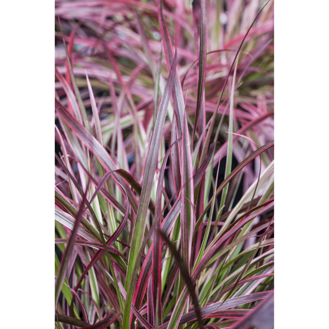 Bild von Lampenputzergras 'Fireworks®', 19 cm Topf