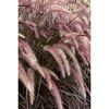 Lampenputzergras 'Rubrum', 19 cm Topf